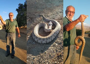 Saldıran zehirli engereği, elleriyle yakaladı