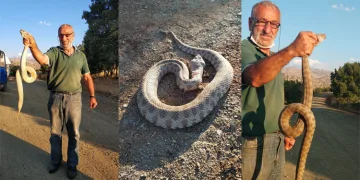 Saldıran zehirli engereği, elleriyle yakaladı