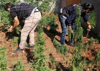 Şeker hastalığına iyi geldiği için Hint keneviri yetiştirmiş