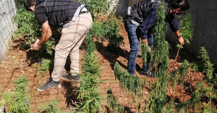 Şeker hastalığına iyi geldiği için Hint keneviri yetiştirmiş