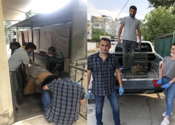 Bursa’da halı yıkama makinesine sıkışan tilki kurtarıldı