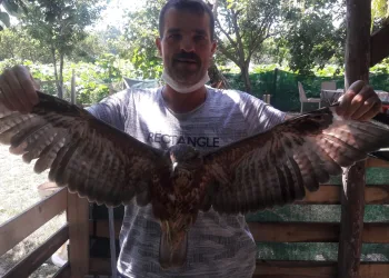 Tedavi ettiği şahin hergün ziyaretine geliyor