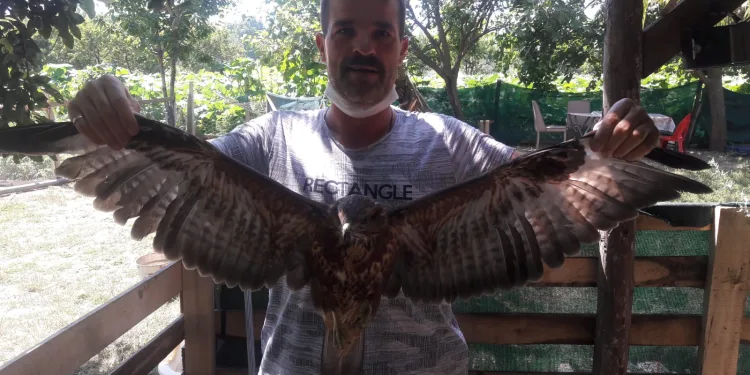 Tedavi ettiği şahin hergün ziyaretine geliyor