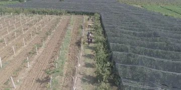 Bursa’da yasa dışı kenevir üretip ticaretini yapan kişi gözaltına alındı