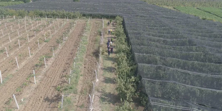 Bursa’da yasa dışı kenevir üretip ticaretini yapan kişi gözaltına alındı