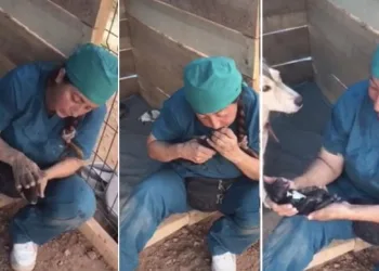 Ölü doğan 4 yavru köpeği kalp masajıyla hayata döndürdü