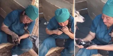 Ölü doğan 4 yavru köpeği kalp masajıyla hayata döndürdü