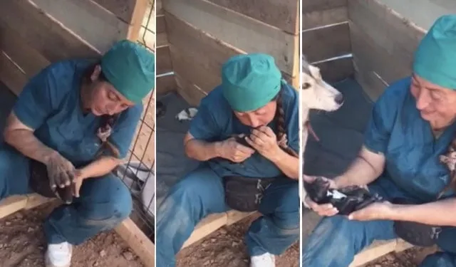 Ölü doğan 4 yavru köpeği kalp masajıyla hayata döndürdü