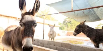 Türkiye’de bir ilk! Eşeklere mikroçip takıldı
