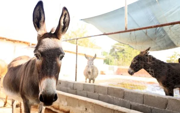 Türkiye’de bir ilk! Eşeklere mikroçip takıldı