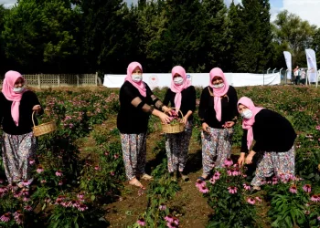 Bursalı çiftçi kadınlar “Ekinezya” üretecek