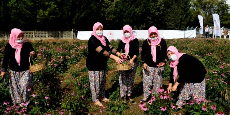 Bursalı çiftçi kadınlar “Ekinezya” üretecek