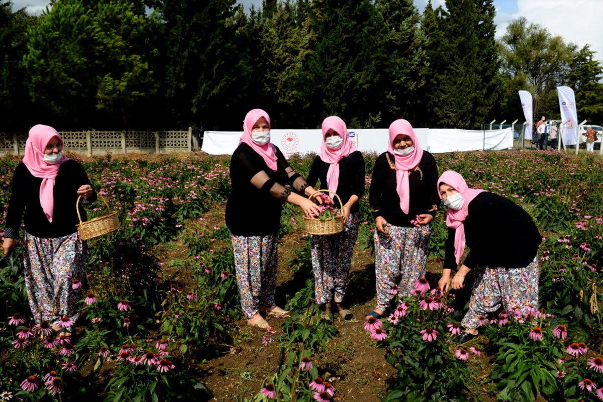 Bursalı çiftçi kadınlar "Ekinezya" üretecek