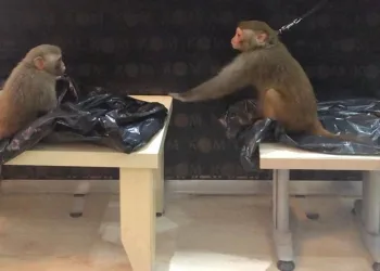 Rhesus cinsi 2 maymuna el konuldu, Bursa’ya gönderildi