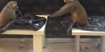 Rhesus cinsi 2 maymuna el konuldu, Bursa’ya gönderildi