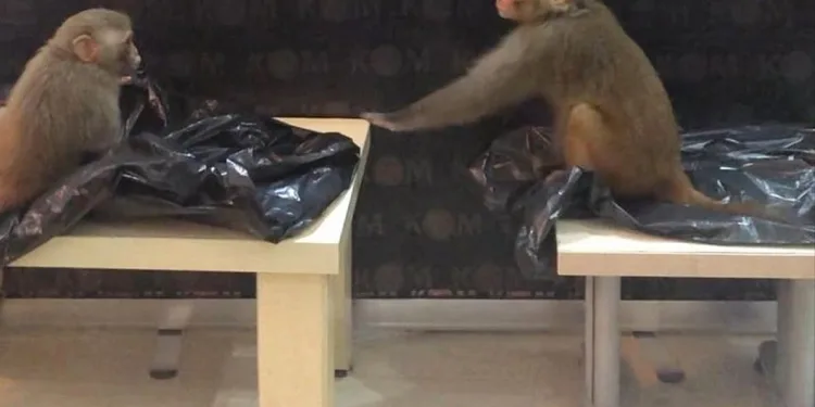 Rhesus cinsi 2 maymuna el konuldu, Bursa’ya gönderildi