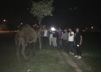 Bursa’da deveyi kamyonetin arkasına bağlayıp koşturdular