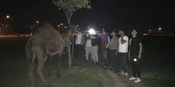 Bursa’da deveyi kamyonetin arkasına bağlayıp koşturdular