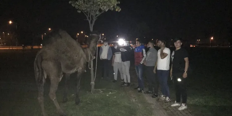 Bursa’da deveyi kamyonetin arkasına bağlayıp koşturdular