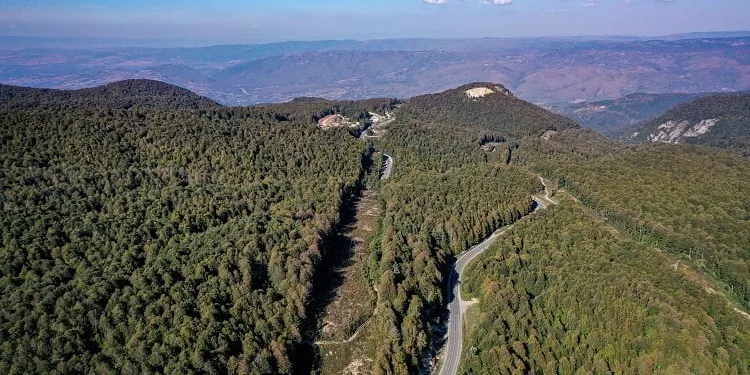Bursa’da tırtıl istilası kontrol altına alındı