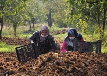 Bursa kestanesi, üreticisini sevindirdi