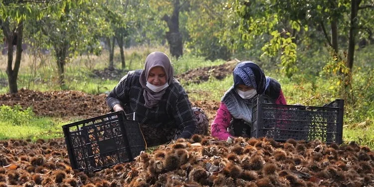 Bursa kestanesi, üreticisini sevindirdi