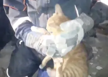 AFAD ekipleri enkazdaki kediyi kurtardı