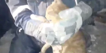 AFAD ekipleri enkazdaki kediyi kurtardı