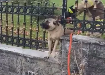 Ekipler onun için seferber oldu