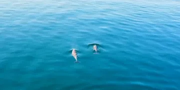 Bursa Gemlik açıklarında yunusların dansı