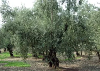 3 metrelik zeytin ağacından düşerek öldü