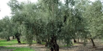 3 metrelik zeytin ağacından düşerek öldü