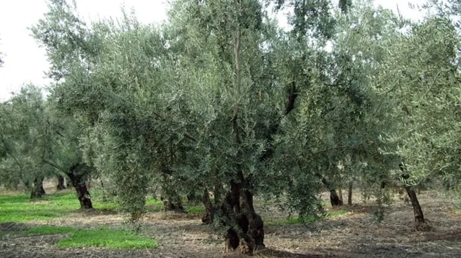 3 metrelik zeytin ağacından düşerek öldü