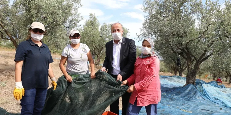 Topraktan Halka Zeytinyağı’nda hasat başladı