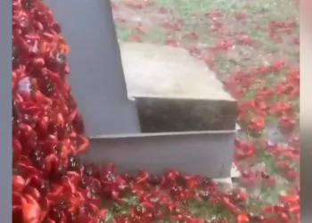 Avustralya’daki Christmas Adası kızıla büründü: Milyonlarca yengeç göç yolunda
