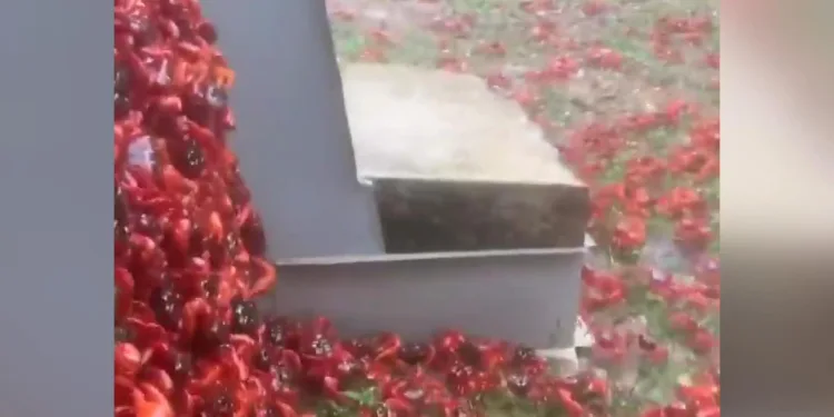 Avustralya’daki Christmas Adası kızıla büründü: Milyonlarca yengeç göç yolunda