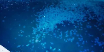 Marmara’da denizanası istilası