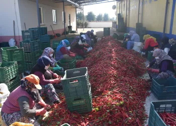Bursalı kadınların ürettiği salçalar Hollanda’ya gidiyor