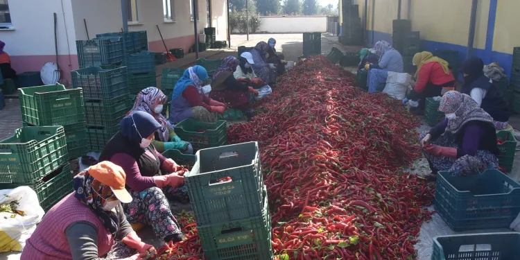 Bursalı kadınların ürettiği salçalar Hollanda’ya gidiyor