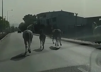 Bursa’da başıboş atlar caddede dört nala koştu
