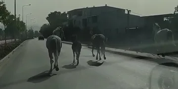 Bursa’da başıboş atlar caddede dört nala koştu