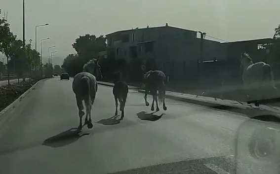 Bursa’da başıboş atlar caddede dört nala koştu