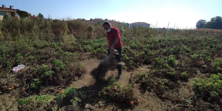 Bursa’da başıboş köpekler 9 küçükbaşı telef etti