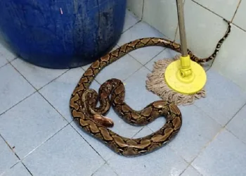 54 yaşındaki kadını tuvalette piton ısırdı