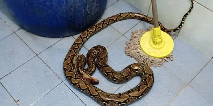 54 yaşındaki kadını tuvalette piton ısırdı