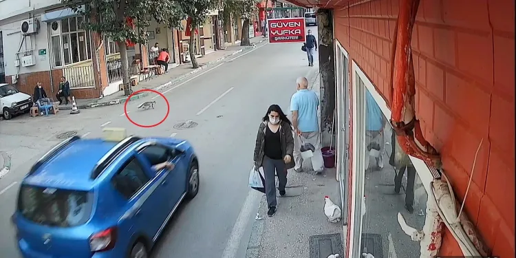 Bursa’da taksi dolmuş kediyi ezip yoluna devam etti