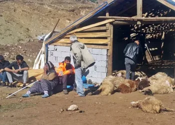 74 küçük baş ayı saldırısında telef oldu