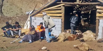 74 küçük baş ayı saldırısında telef oldu