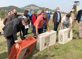 Gürsu’da keklik popülasyonu artırılıyor