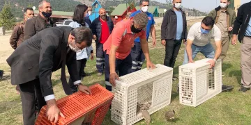 Gürsu’da keklik popülasyonu artırılıyor